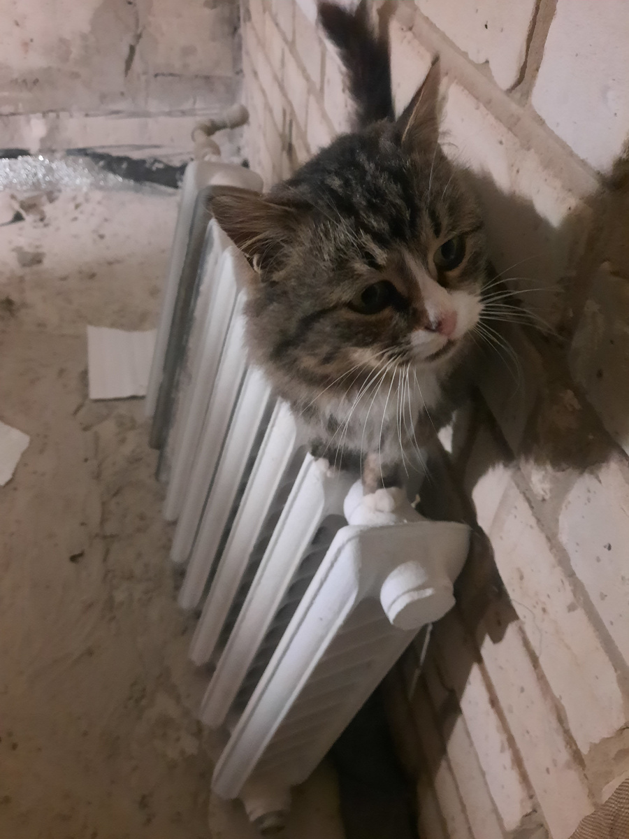 Кот уже ждёт тепло. Фото автора 