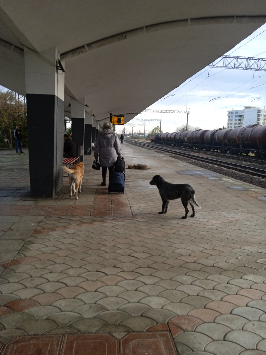 Песики повсюду)) 