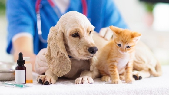    Минфин РФ предложил освободить все ветеринарные услуги от НДС Андрей Бурков