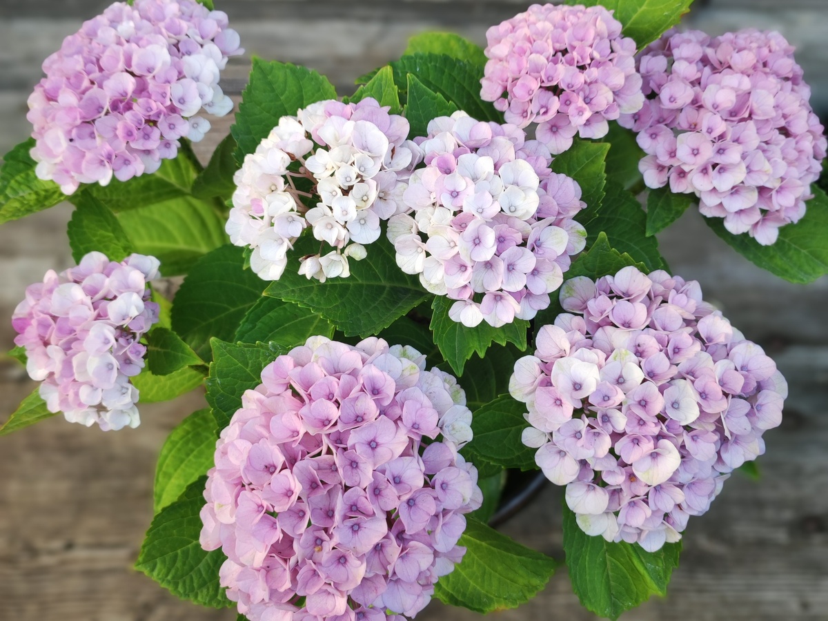 В сезоне 2024 гортензия Мэджикал Революшн порадовала нас первым обильным цветением (фото автора)