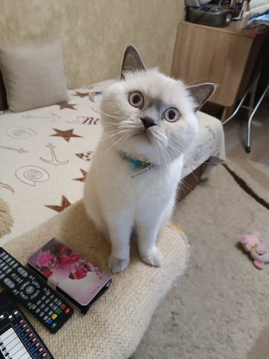 Мой любимец, кот - Скиф