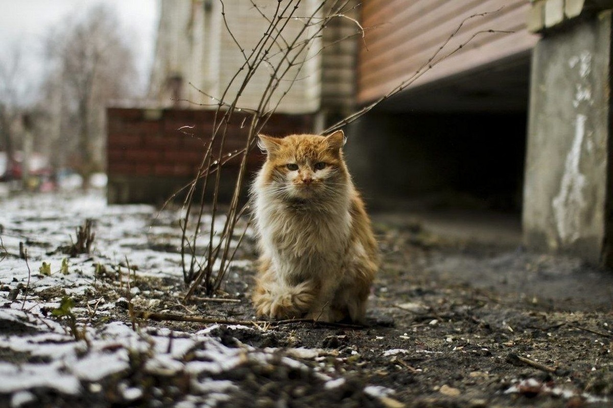    "Кошкин дом": в Курске ищут принимающие семьи для кошек из Глушково