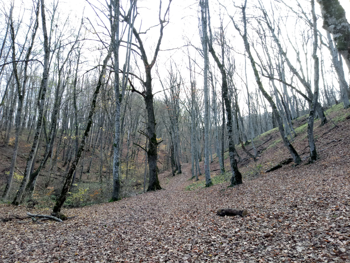слева ручей, тропа -прямо, под листьями(фото-январь)