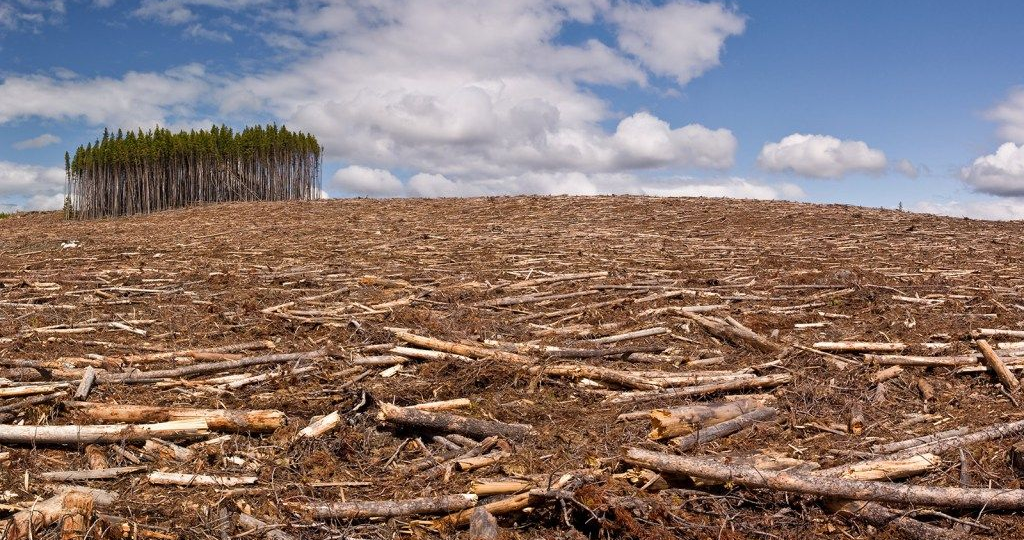 Не ЛЕСеем, а лысеем: экологическая проблема вырубки лесов
