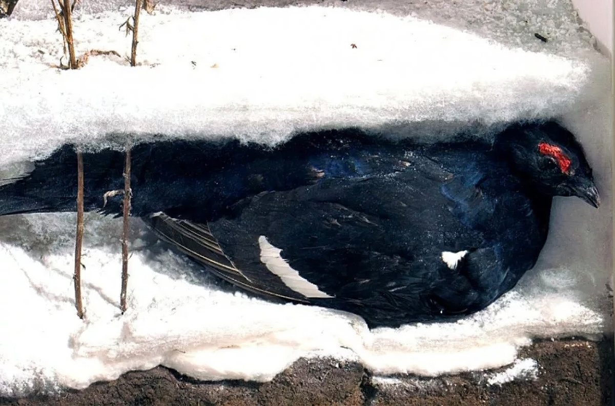 Где ночует тетерев. Austrian snow mink. Зимующие птицы тетерев. Косач птица зимой. Где ночует тетерев.