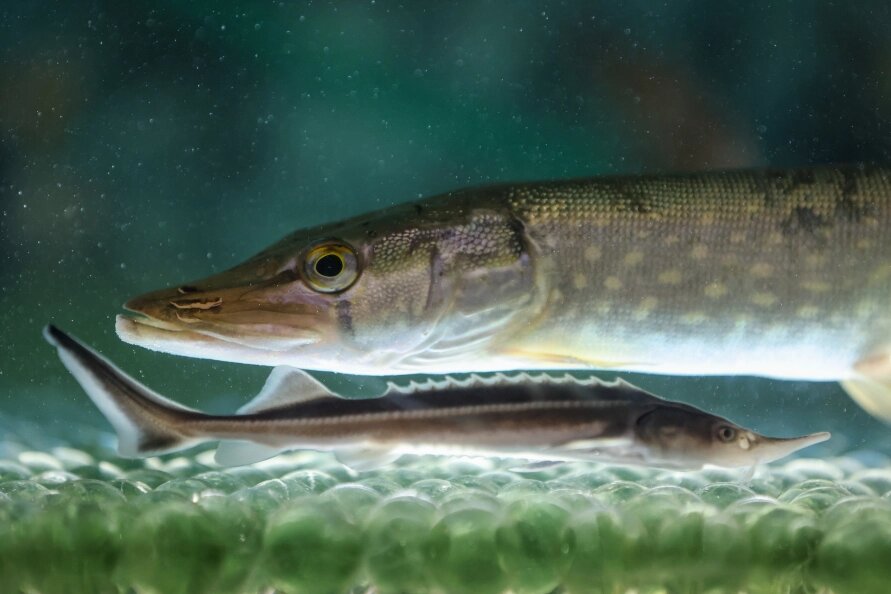    Belkin Alexey/news.ru