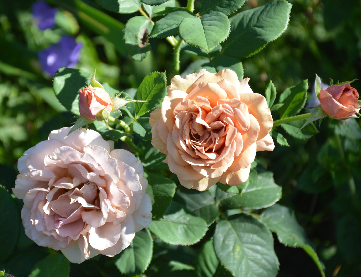 Роза-флорибунда Мокароза. Все фотографии в статье мои. Розы - тоже
