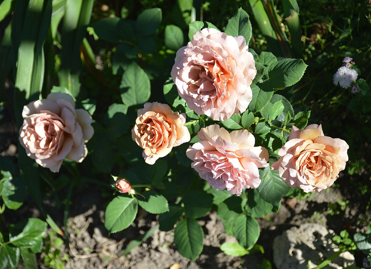 Флорибунда Мокароза, июль 2024