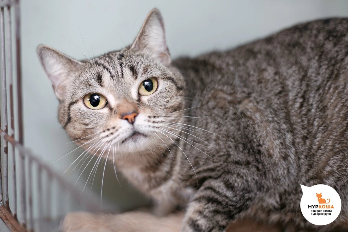 Авоську выкинули на улицу в замотанной переноске и в сумке Ашан.