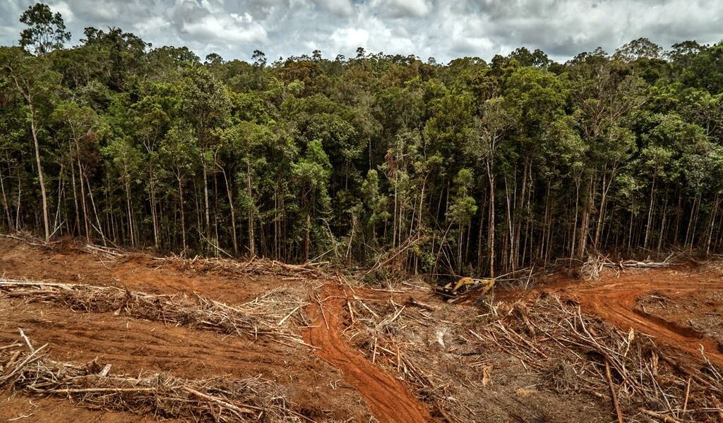 Вырубка лесов для добычи пальмового масла