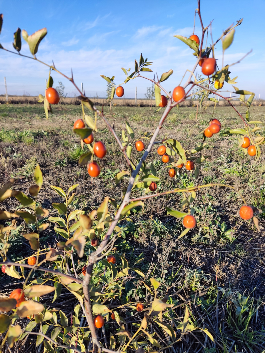 Наш первый урожай.