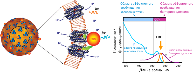 квантовые точки