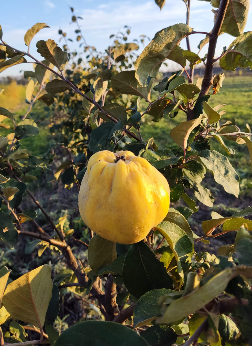 Первый урожай.