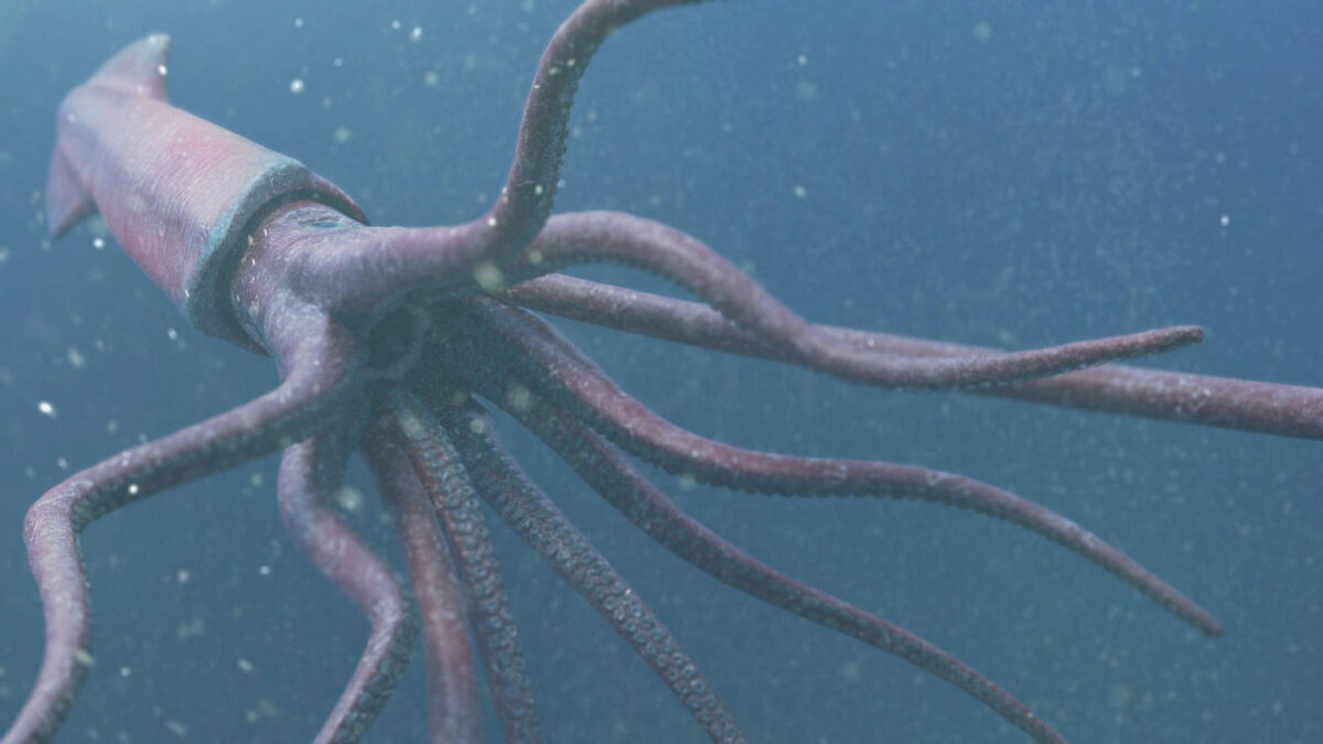 Кальмары двигают науку