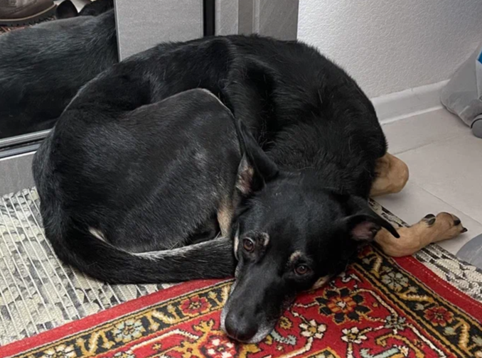 Вот так Рокки отдыхал