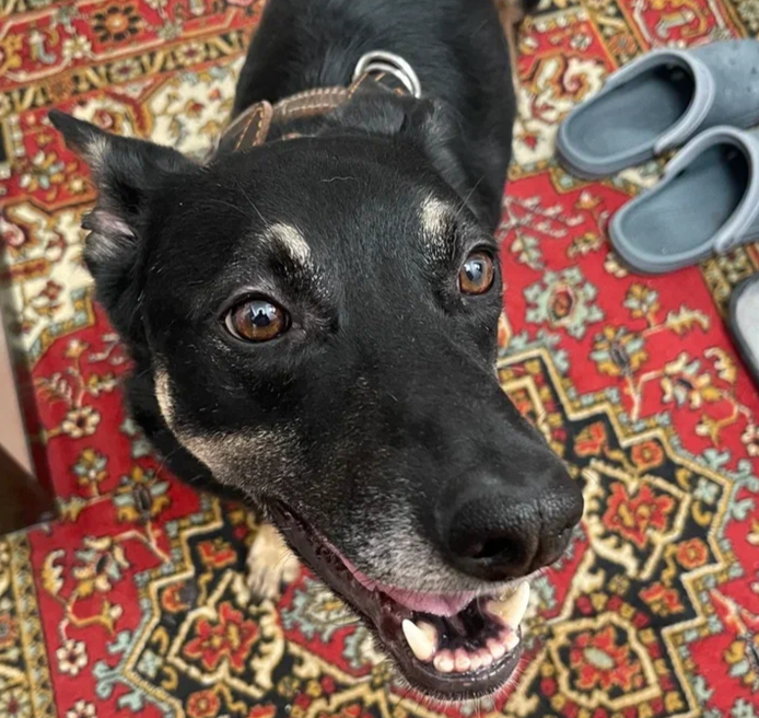 Судя по морде, ему имя тоже понравилось. А куратору отправили сообщение: "Знакомьтесь, Коржик!"