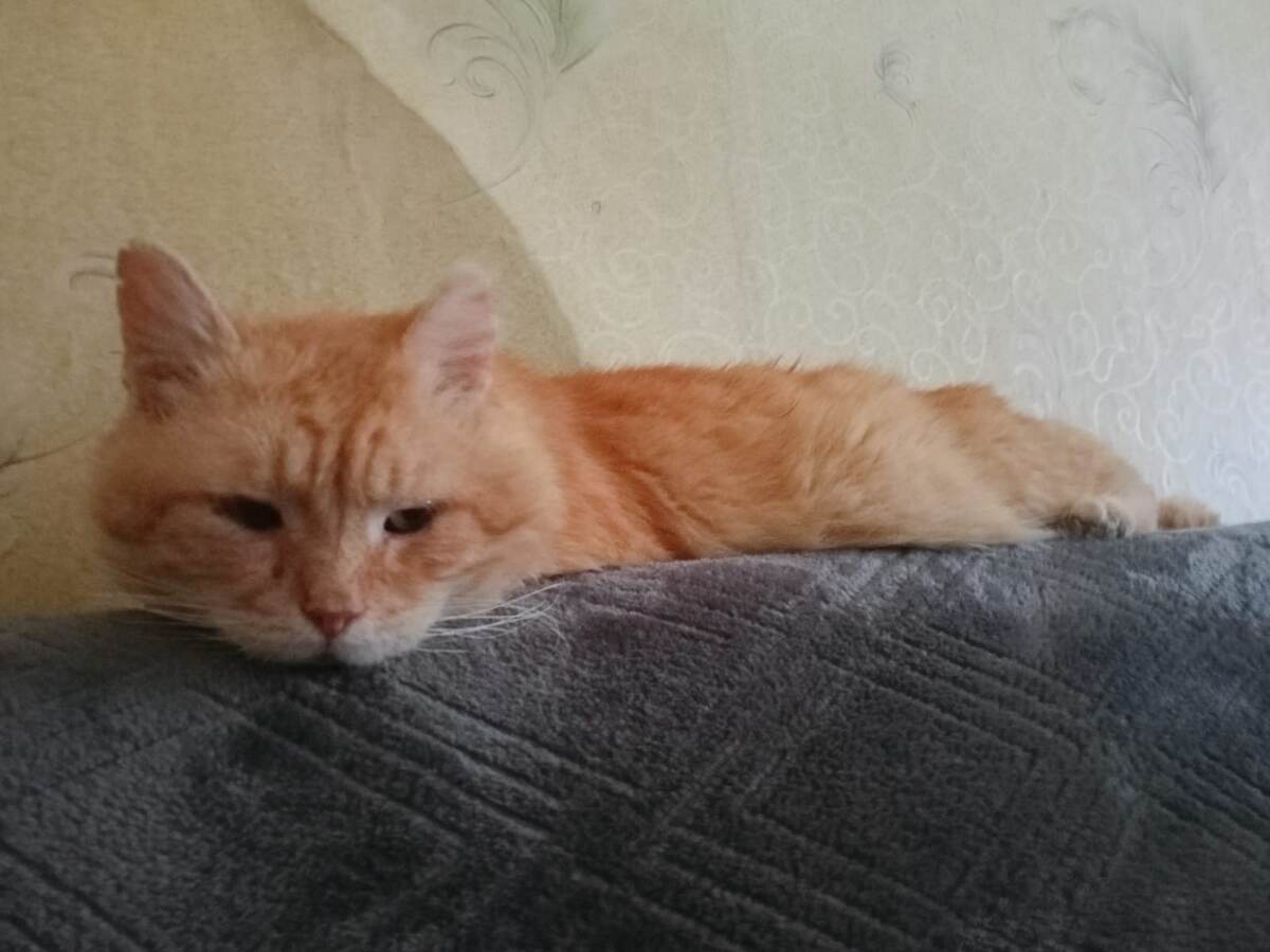 Барсик: - Ты когда-то была здоровой, а я когда-то был свободен. Всё меняется. 