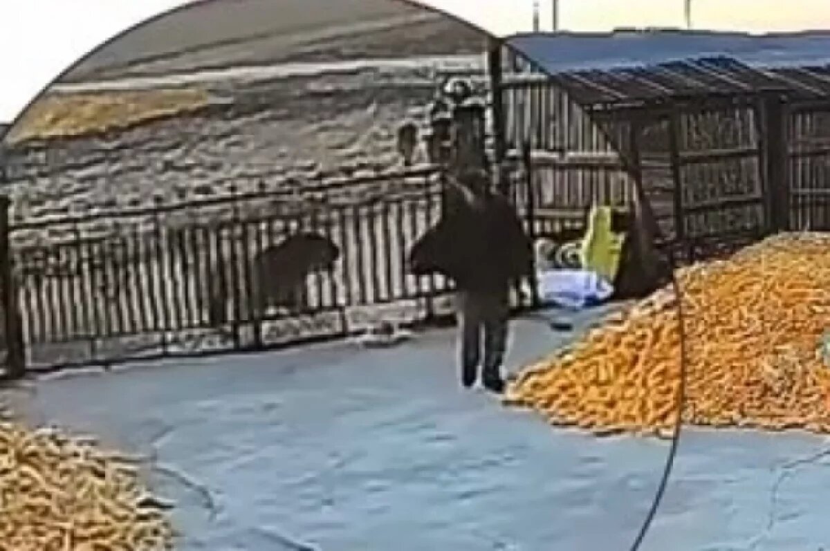    Власти Мишаня обратились к жителям после нападения хищника на человека