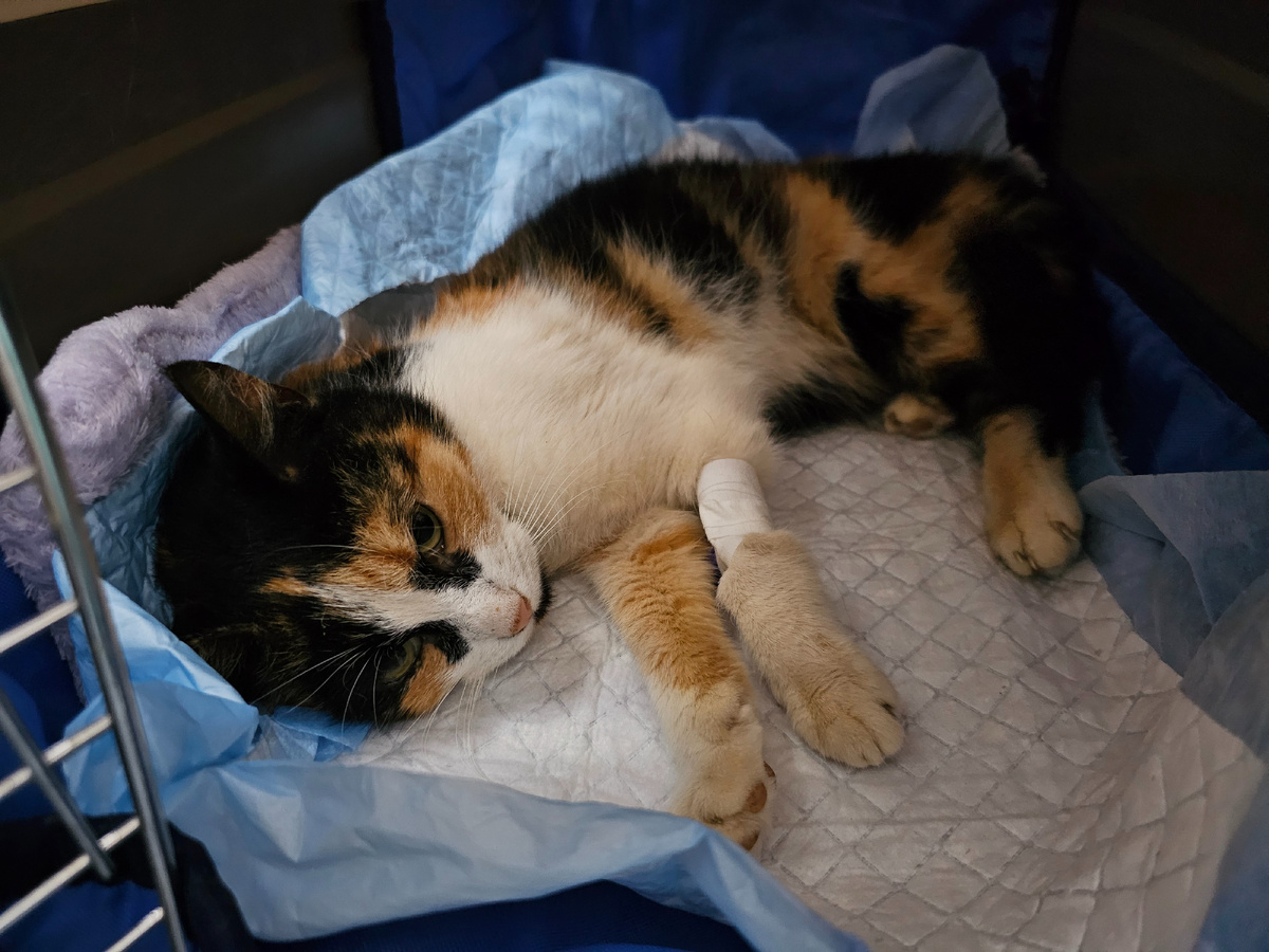 Фото автора. На грелке.