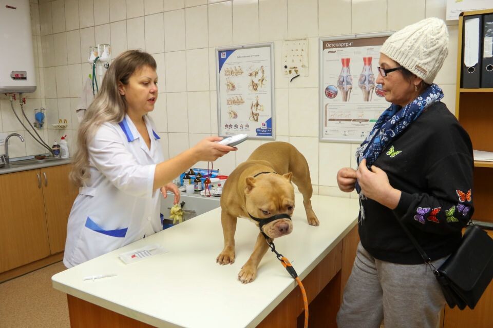    Чипирование животного. Источник: Виталий Барабаш