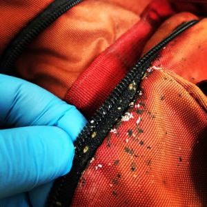 Как обезопасить себя от клопов в квартире 