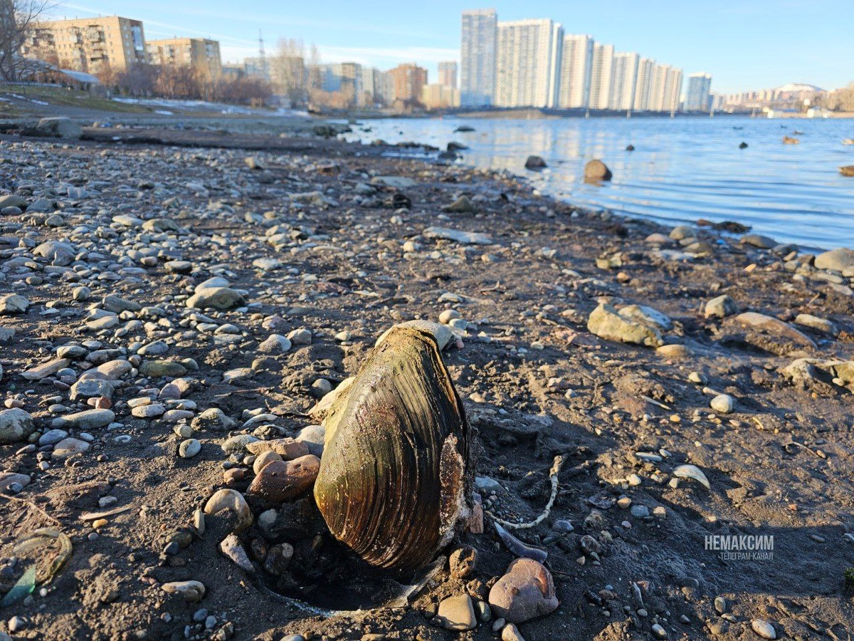    Фото: НЕМАКСИМ