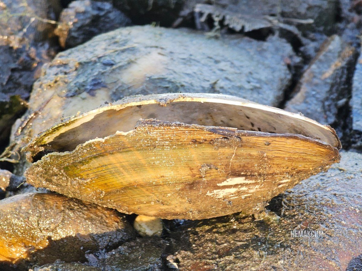    Фото: НЕМАКСИМ