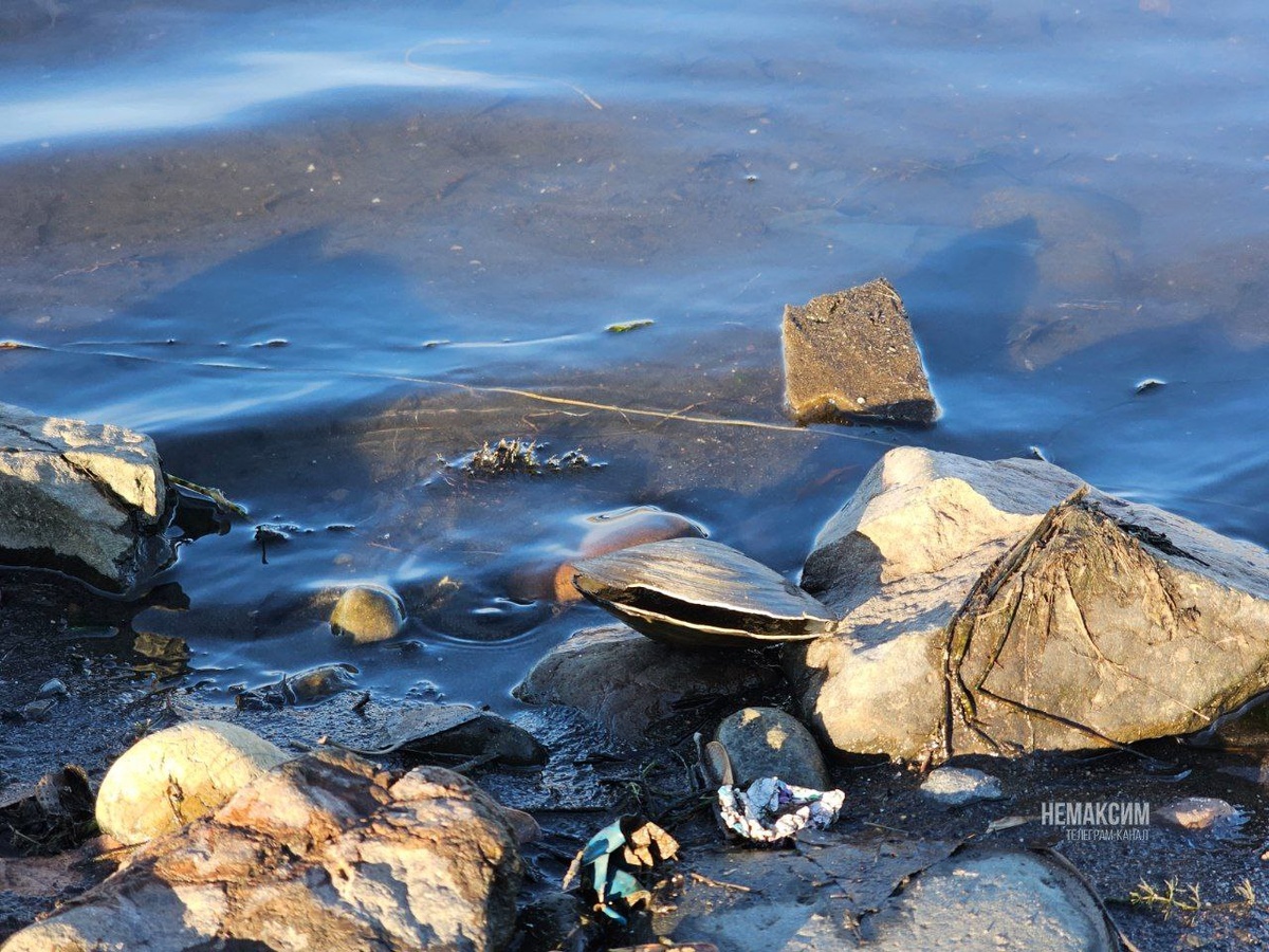    Фото: НЕМАКСИМ