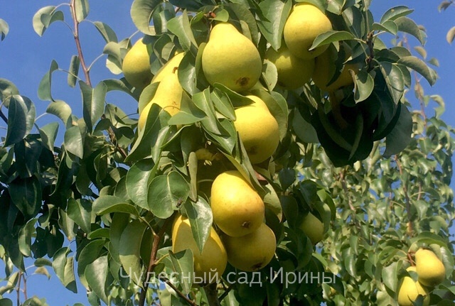 Груша Чижовская. Фото из нашего сада.