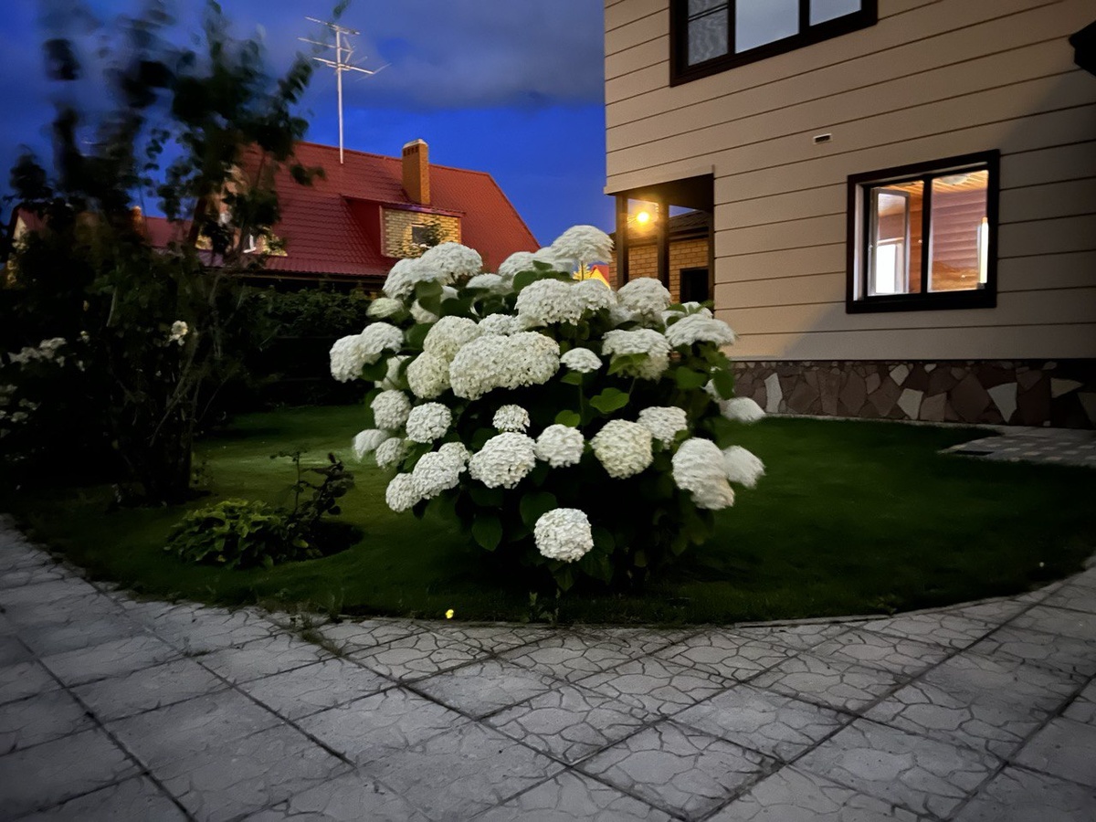 Гортензия Стронг Аннабель. Фото из личного архива