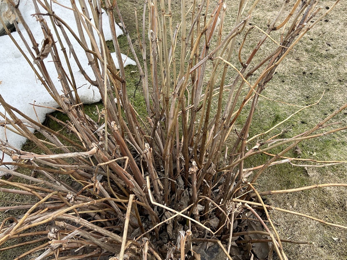 Старый куст древовидной гортензии весной (до обрезки)