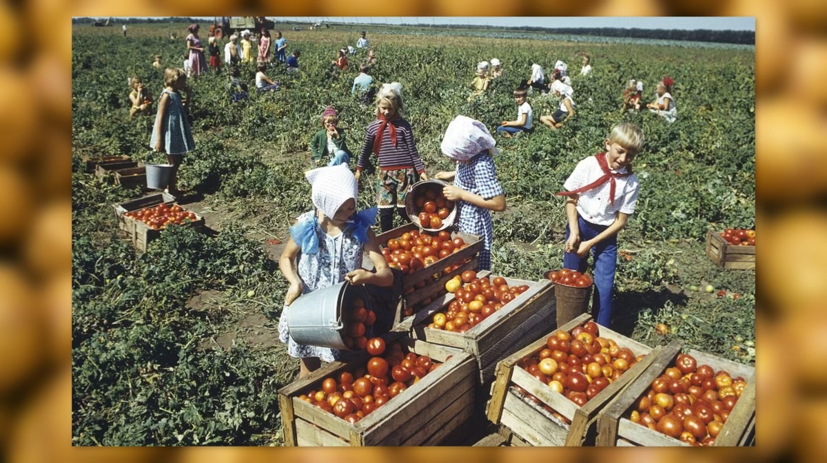 Сбор помидоров школьниками. Сегодня такие мероприятия кажутся дикими.