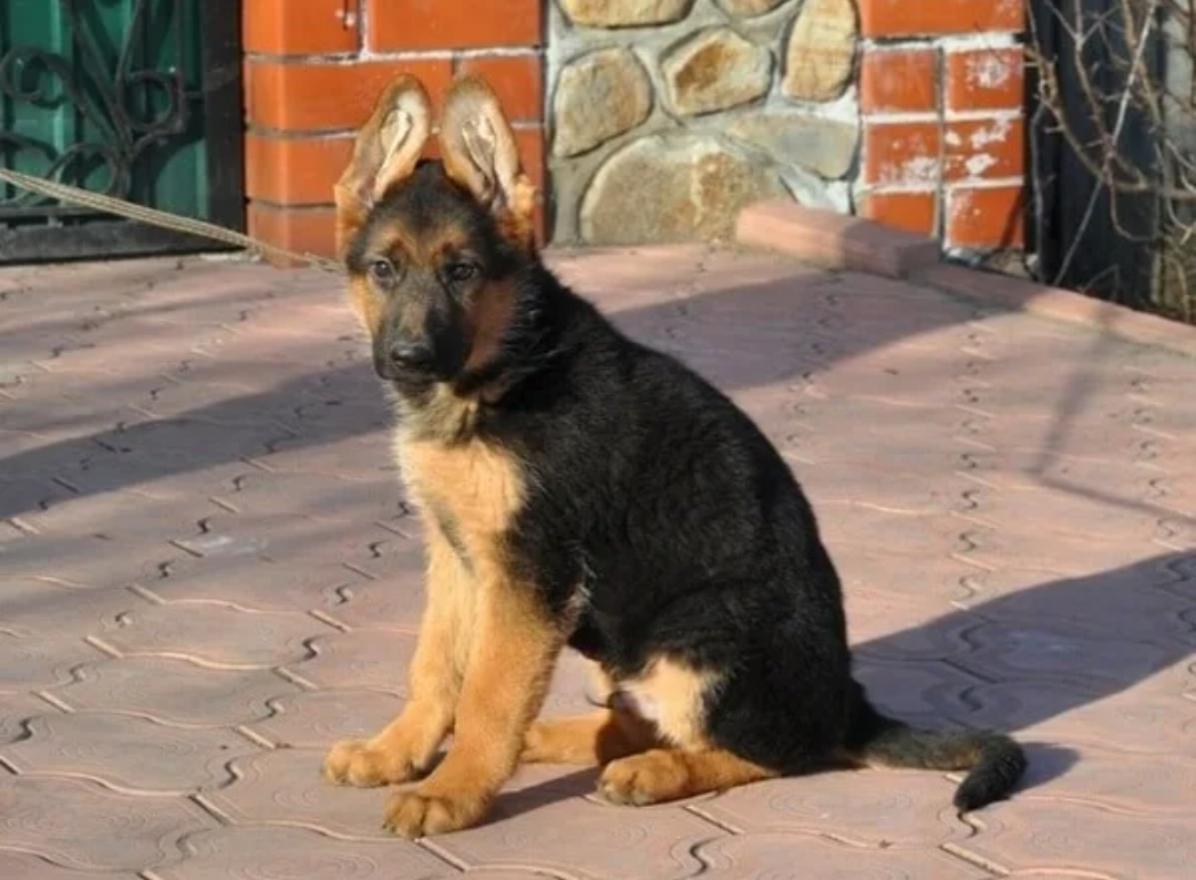 Немецкая овчарка короткошерстная щенки 3 месяца. Щенок немецкой овчарки 3 месяца как выглядит. Щенки гемецкой овчеоеи 3 мнсец. Щенок овчарки 3 месяца. Немецкая овчарка 3 месяца.