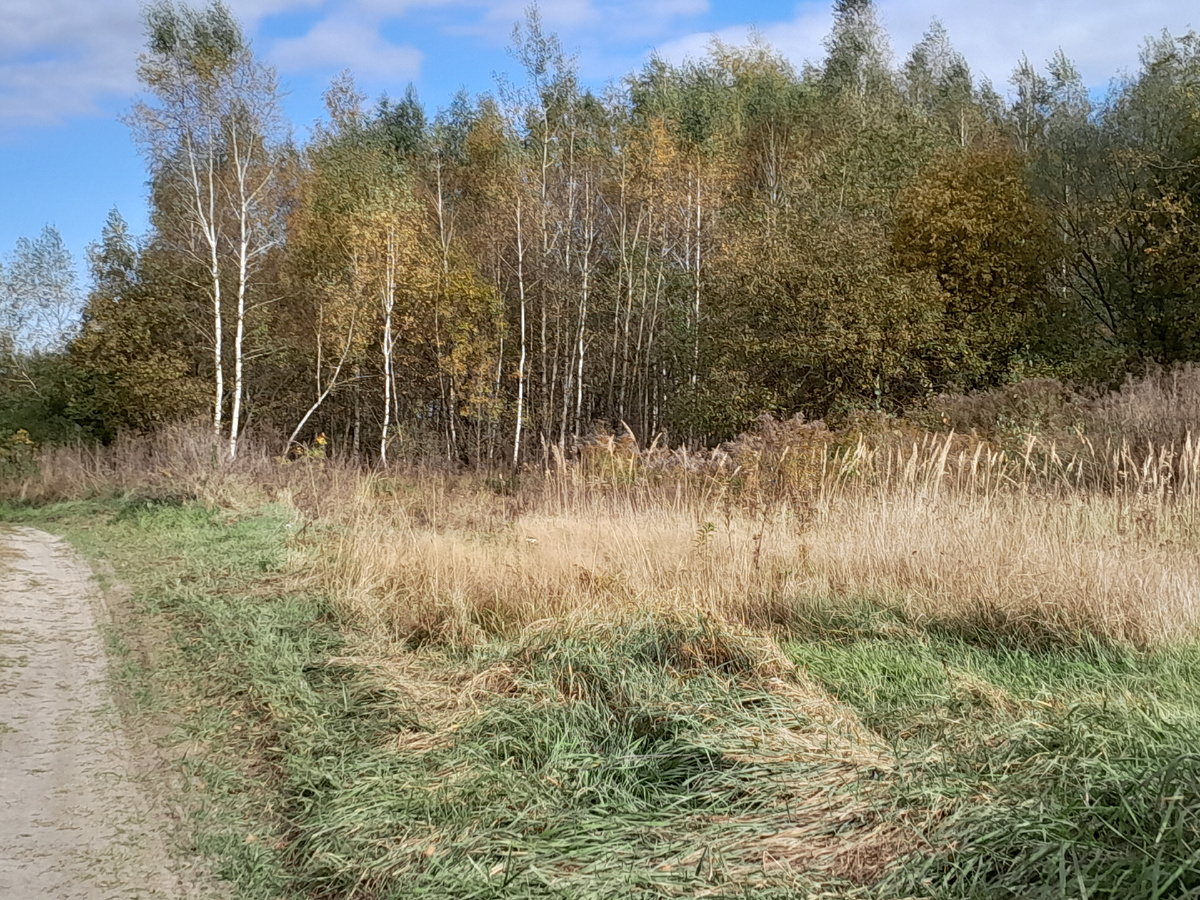 Осенью ездили в лес за грибами 