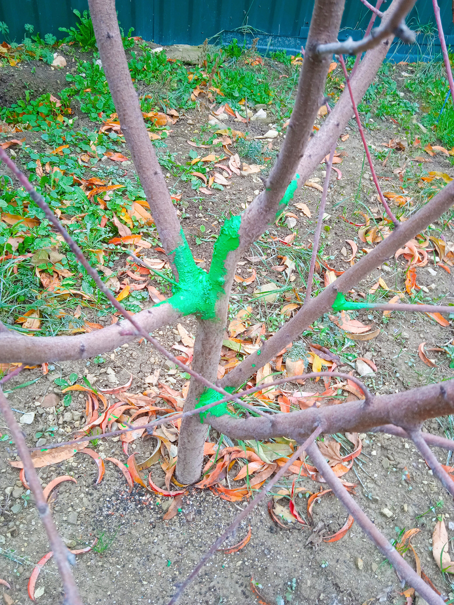 Последние листья облетели, недавно чистила