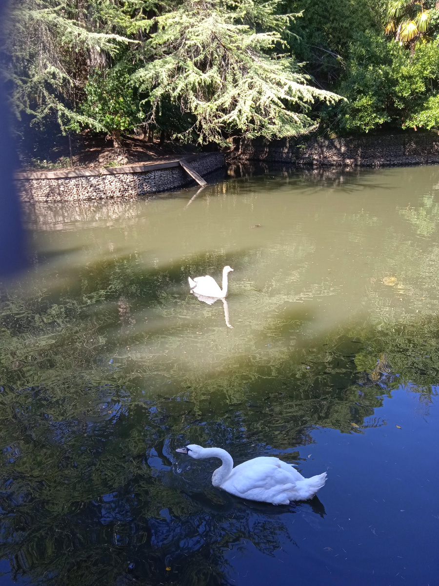 Парк Южных культур, Адлер. Фото автора
