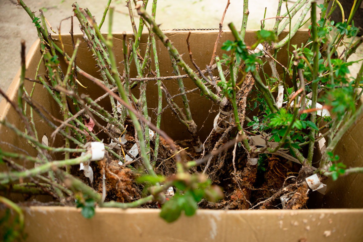    Фото: Shafieva.Alena / Shutterstock.com