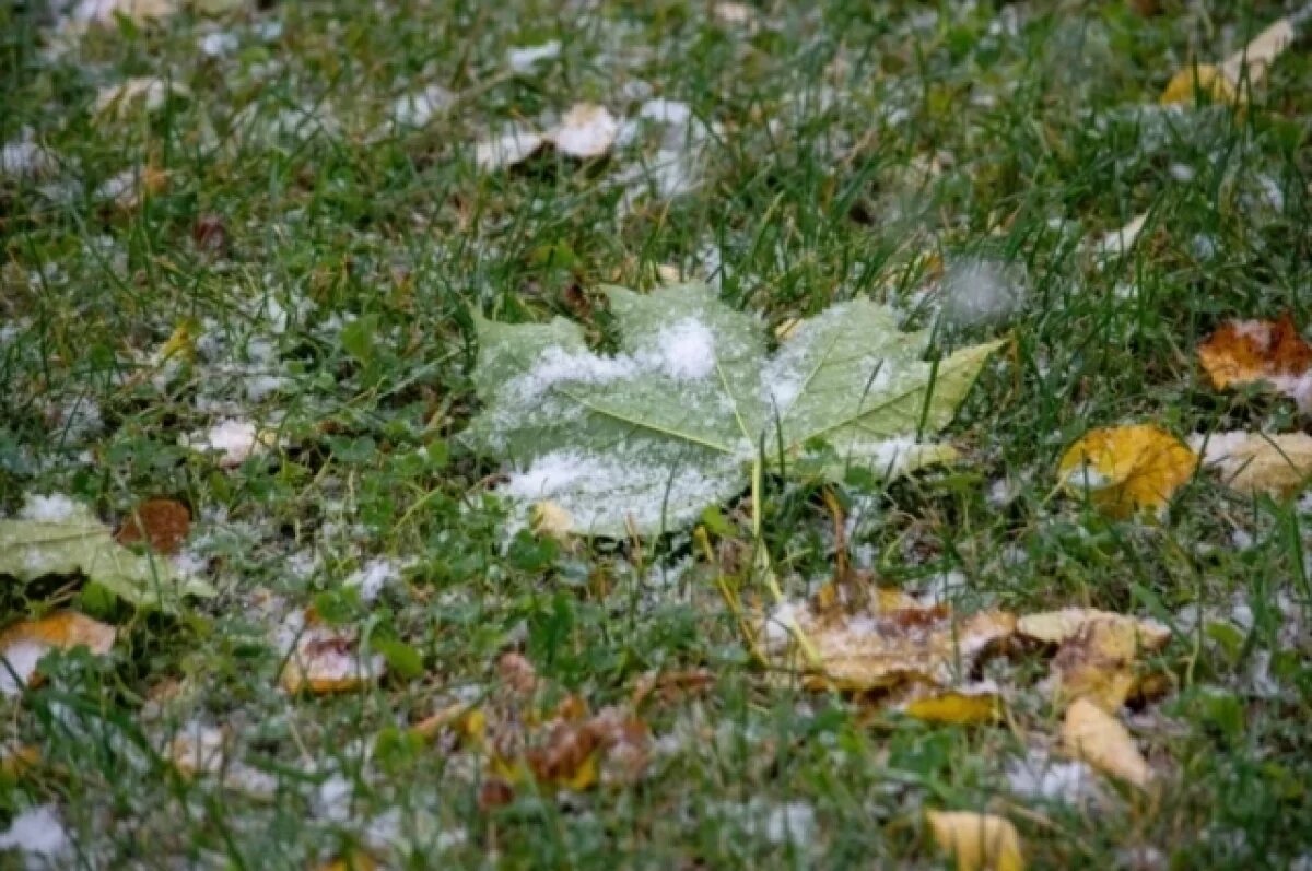    Полумордвинов раскритиковал уборку опавших листьев в Пензе