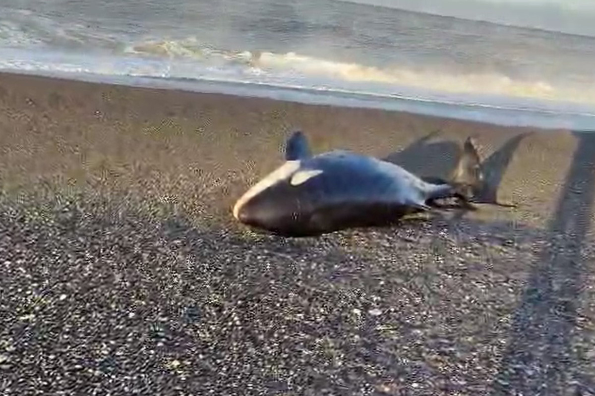 Фото: скриншот с видео / Евгений Крюков