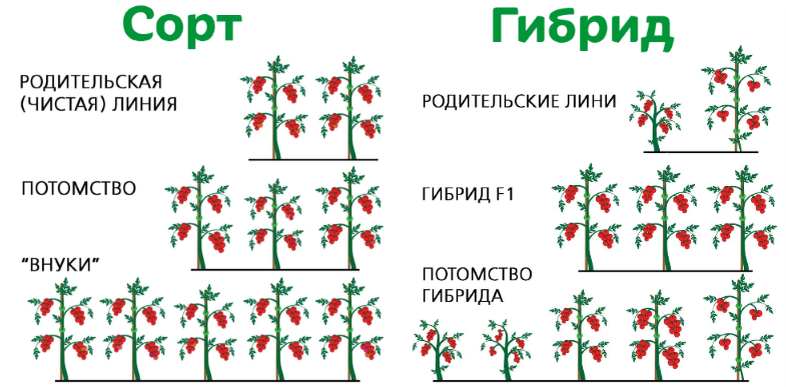 Изображение взято с сайта АгроТоргГарант www.atgarant.ru