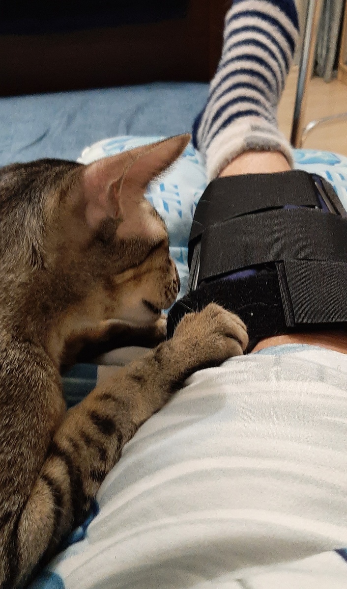 Кот пытается снять с меня ортез 