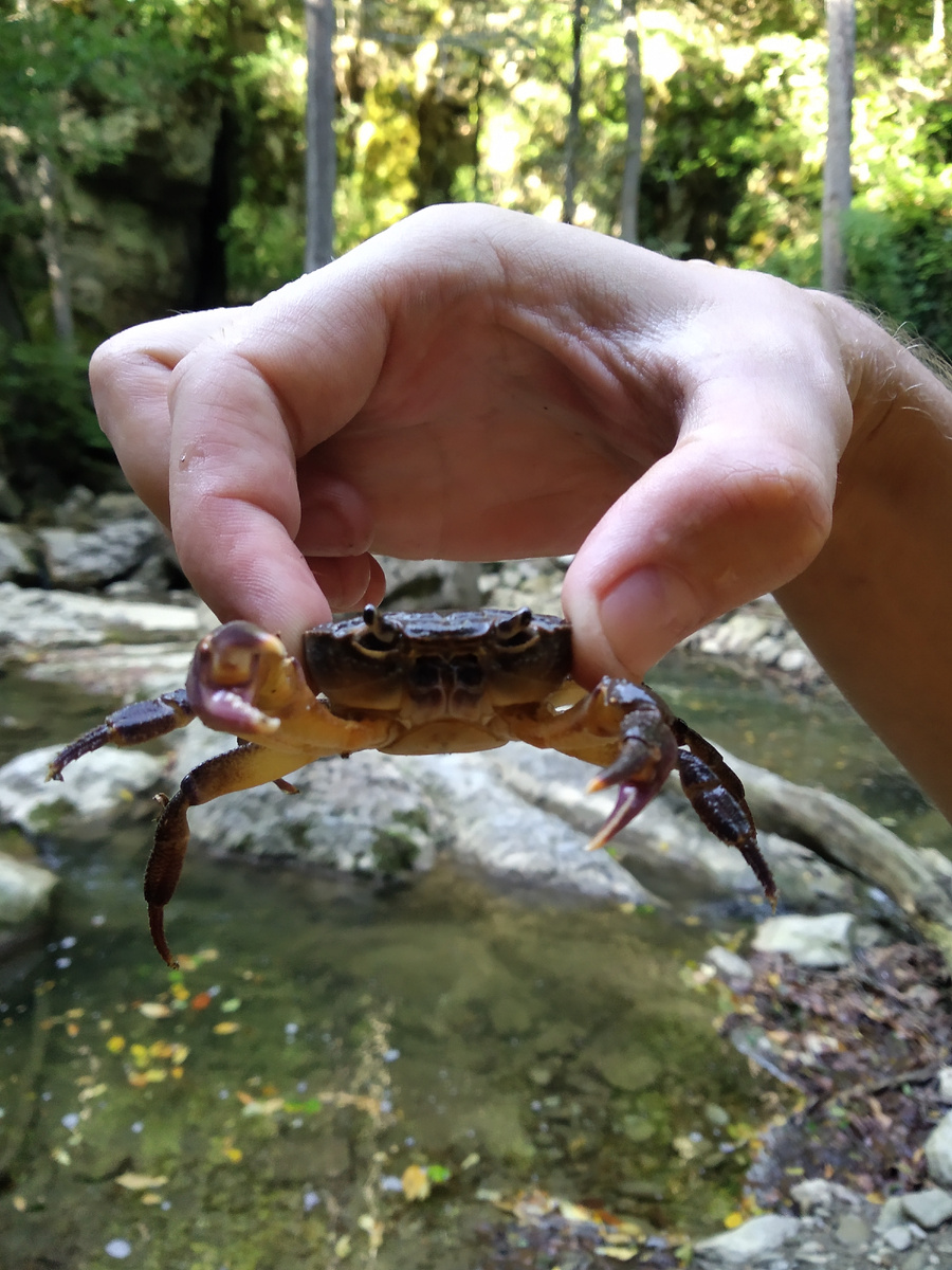 Крабик из Аюкского водопада