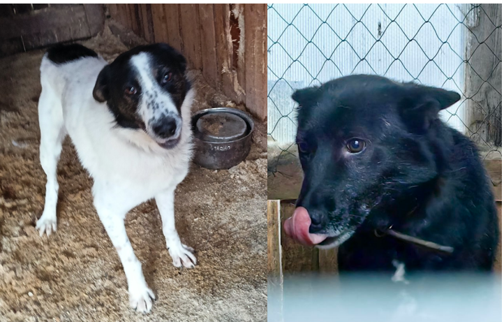 Леха и Мотя