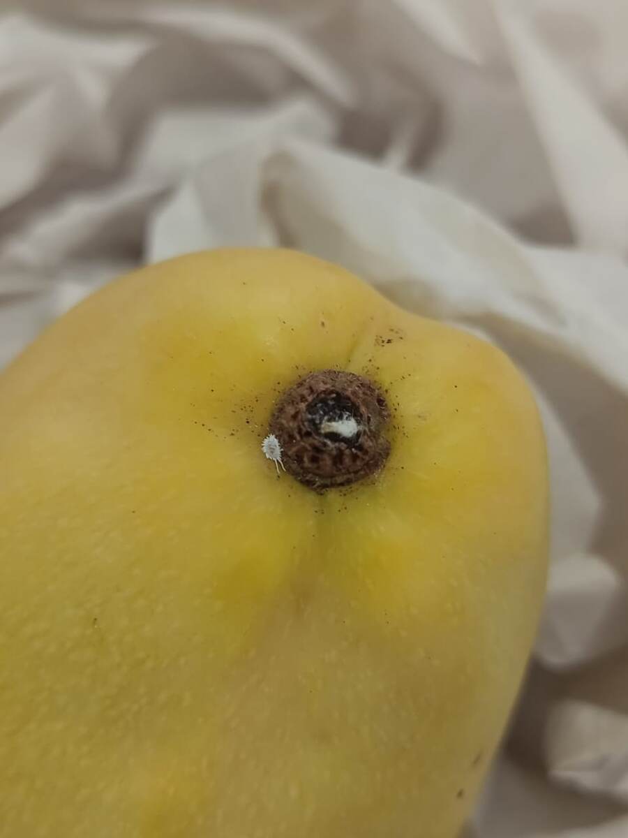    Фото: Управление Россельхознадзора по Красноярскому краю / Telegram