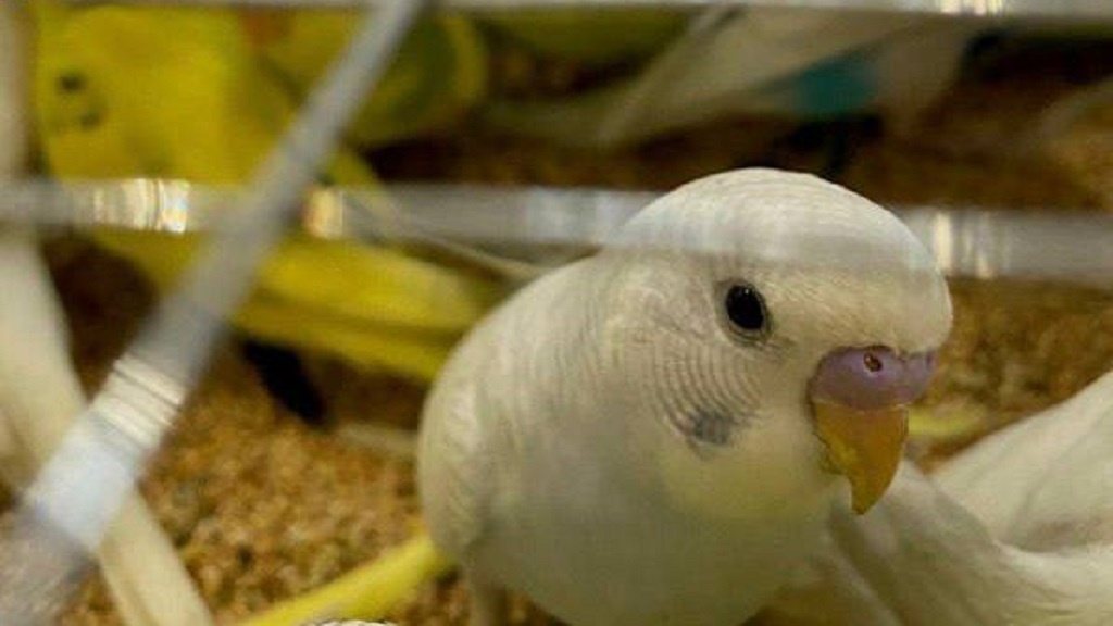    Фото: Россельхознадзор