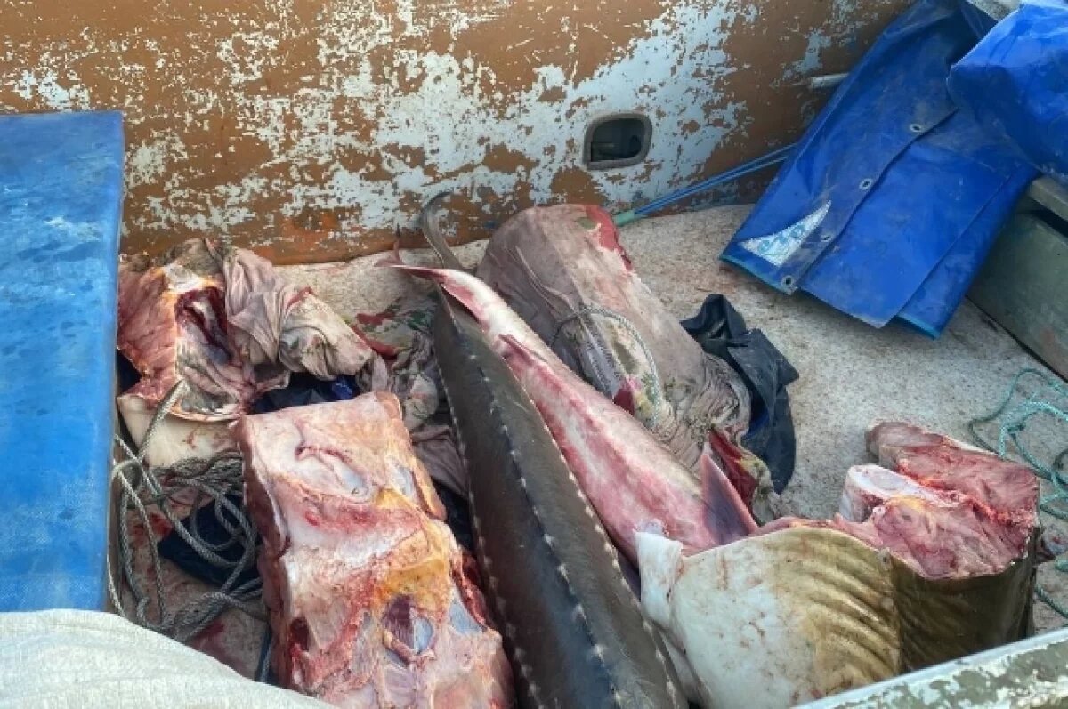    Амурский осетр «заказал» своих ловцов на 1,28 млн рублей и 5 лет в Хабкрае