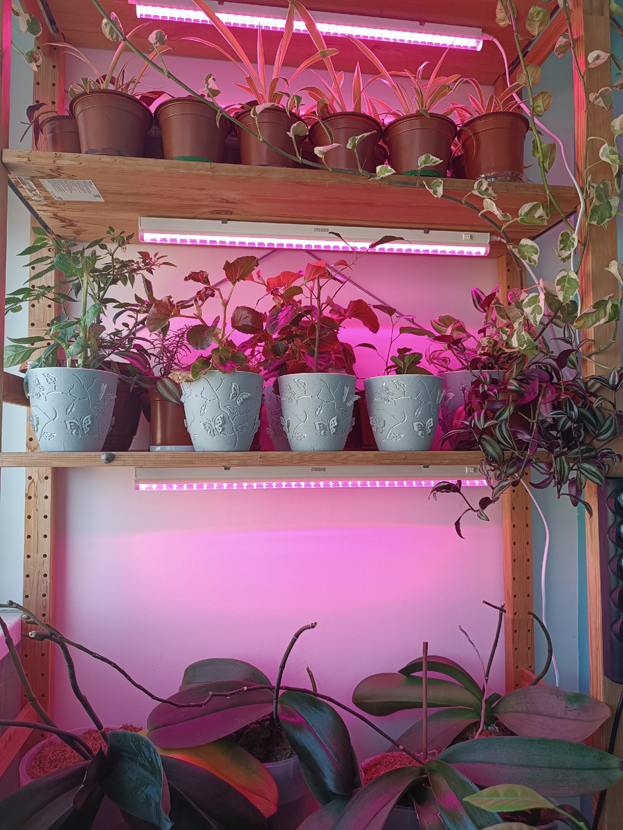 Цветы отжали весь стеллаж. И стол тоже