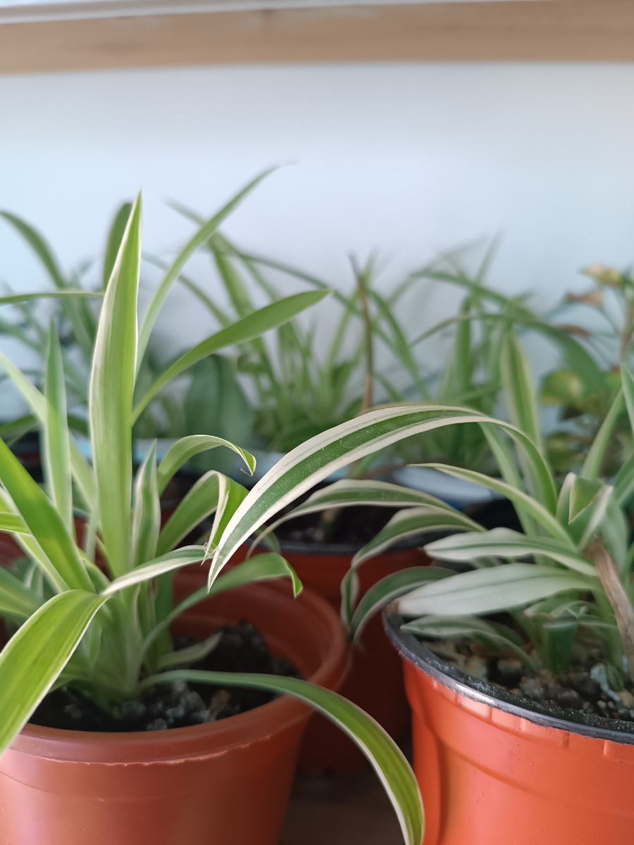 Хлорофитум. Очень нравится этот цветочек