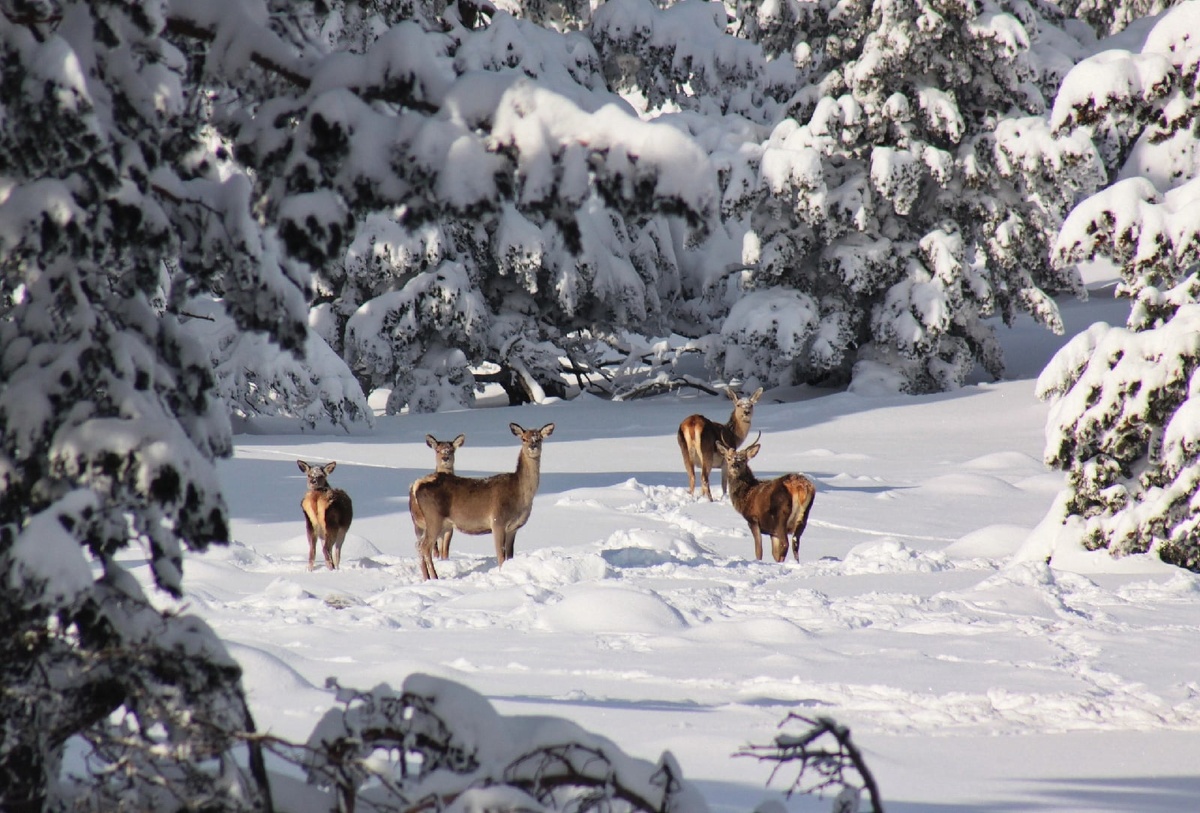 Никитская яйла. Фото: Александр Шушурихин