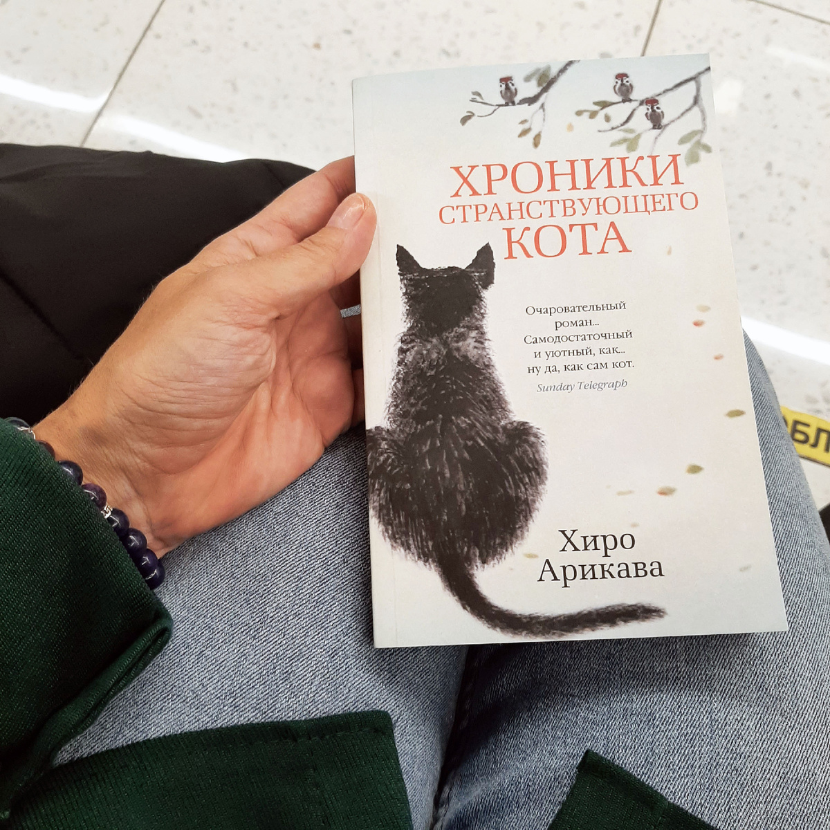 Читаю "Хроники странствующего кота". Фото автора